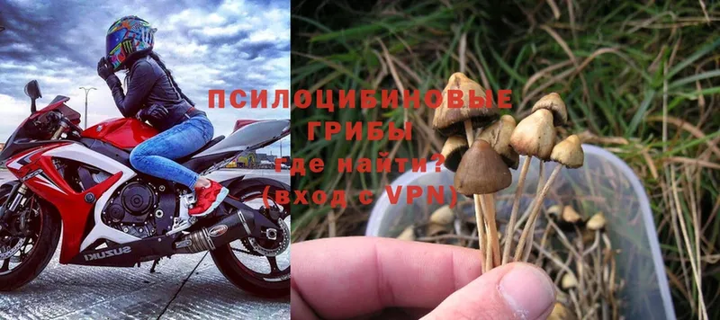 Псилоцибиновые грибы Psilocybe  Валдай 